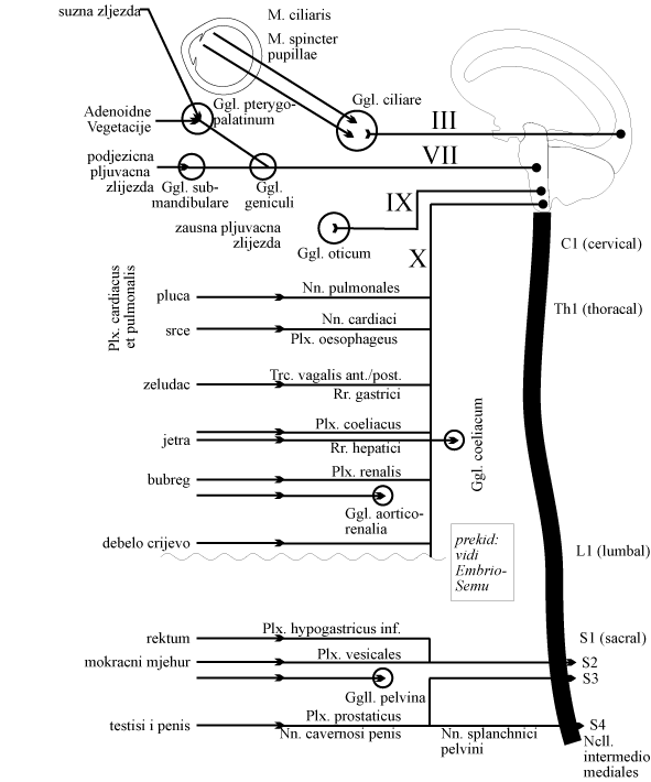 Schema Parasympathicus