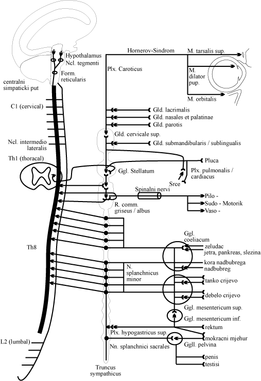 Schema Sympathicus